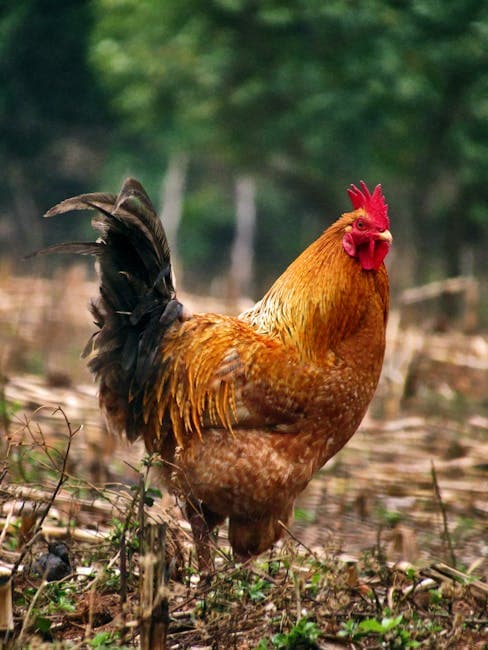 New Rules for Free-Range Poultry in England: What You Need to Know