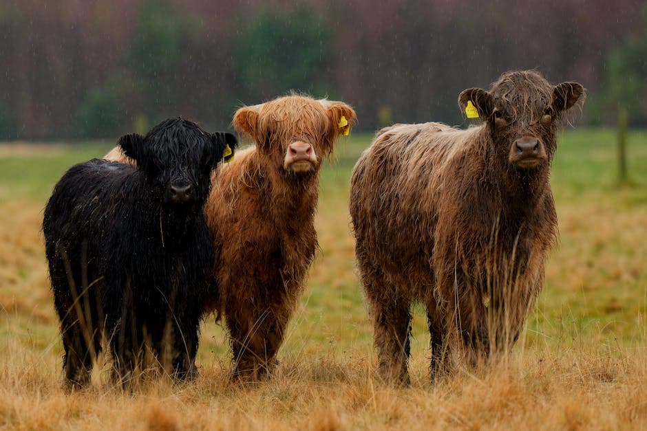 Understanding Wales' New Bovine Viral Diarrhoea Order Amendment