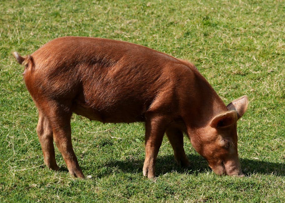 Unveiling the Fair Dealing Obligations (Pigs) Regulations 2025: A Guide to Fairness in the UK Pig Sector