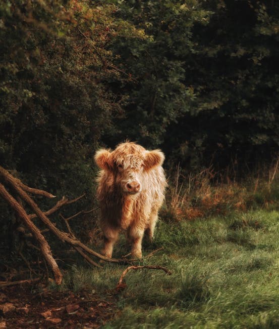 Major Changes Coming to Scottish Agriculture: New Act Sections Set to Launch