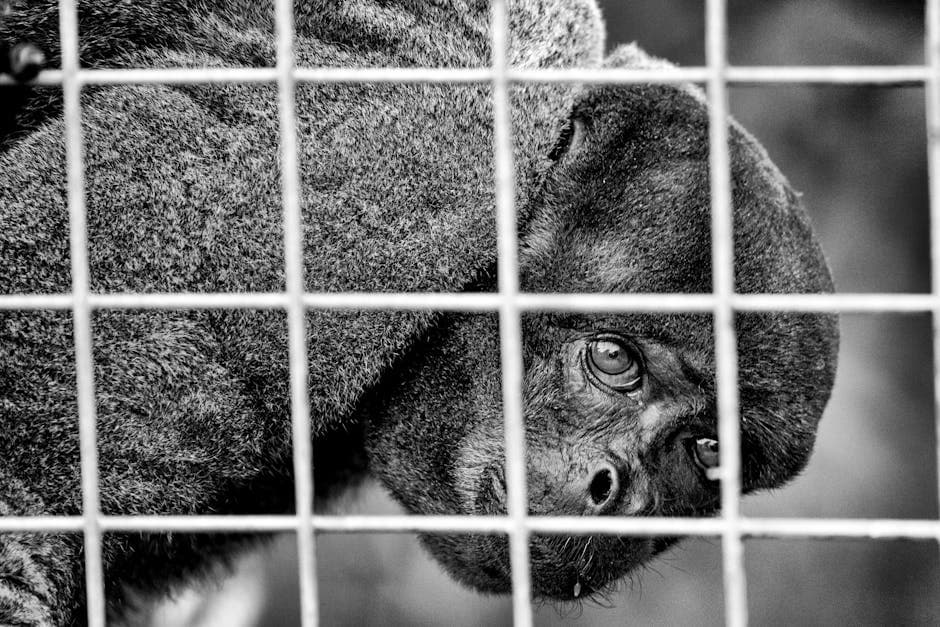 New Animal Welfare Regulations: What You Need to Know