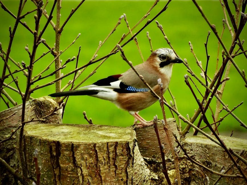 Understanding the Wildlife Licence Charges (England) Order 2025